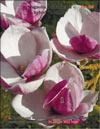 Magnolias «Iolanthe»