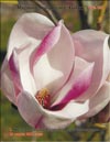 Magnolia «Royal Crown»