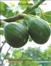 «Moisson» fig variety