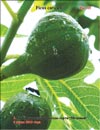 «Moisson» fig variety