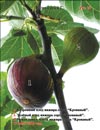 «Moisson» fig variety