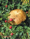 Boletus edulis