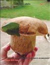 Boletus edulis