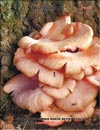 Pink Oyster (Pleurotus Djamor)