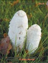 Coprinus comatusu