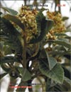 Loquats-Eriobotria Photina Japonica