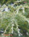 Cedrus Atlantica f. Glauca