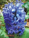 Hyacinthus orientalis L.