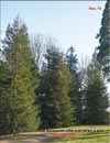 Секвойя – Sequoia Sempervirens