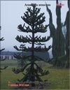 Араукария чилийская (Araucaria araucana)