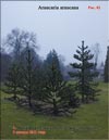 Араукария чилийская (Araucaria araucana)