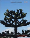 Araucaria araucana