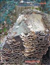 The Maitake (Grifona frondosa)