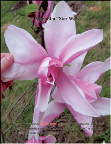 Magnolia «Star Wars»