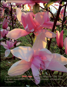 Magnolia «Star Wars»