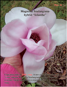 Magnolia «Iolanthe»