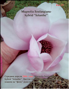 Magnolia «Iolanthe»