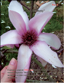 Magnolia «Batty»