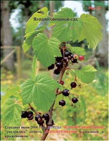 Black currant