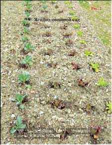 Our new vegetable garden