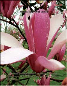 Magnolia «Royal crown»