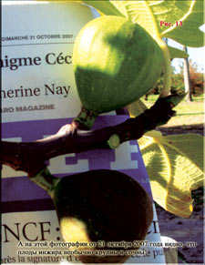 Figs in October