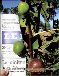 Figs at the end of October