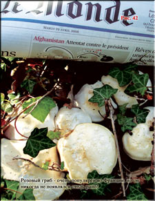 Rose Mushroom in April