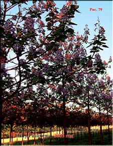 Paulownia in 2005