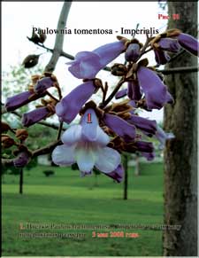 Paulownia's enormous flowers