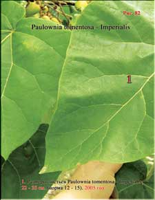 Гигантские листья Павлонии в 2005 году