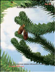 Araucaria's male ripe cone