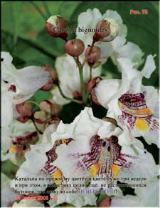 Catalpa blossoming