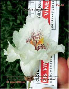 Catalpa's enormous flowers