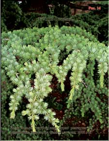 Cedrus Deodara