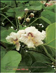 Catalpa blossoms in the beginning of June