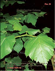 Hazel's enormous leaves