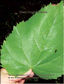 Hazel's enormous leaves