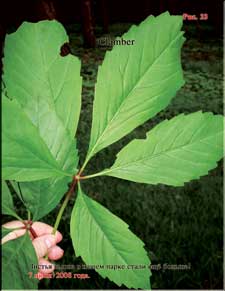 Climber's enormous leaves