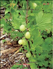 Gooseberriesin the beginning of June