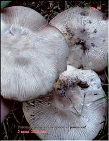 Enormous rose mushrooms