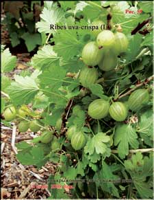 Gooseberries