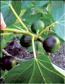 Ripening figs in June