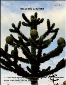 Araucaria araucana