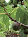 Ficus carica L.