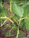 Ficus carica L.