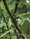 The fig tree – Ficus carica L.