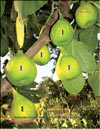 Ficus carica L.