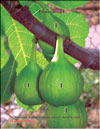 Инжир – Ficus carica L.