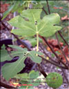 The fig tree – Ficus carica L.